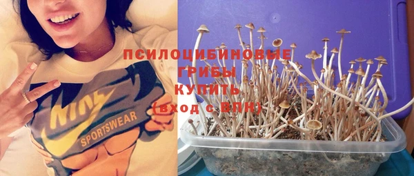 индика Абаза